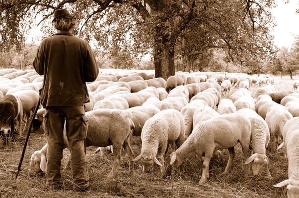 Shepherd with Sheep